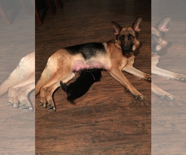 Medium Photo #5 German Shepherd Dog Puppy For Sale in ANDERSONVILLE, TN, USA
