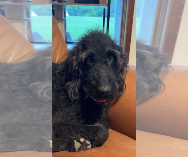 Medium Photo #7 Labradoodle Puppy For Sale in Harrison, AR, USA