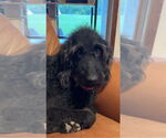 Small #6 Labradoodle