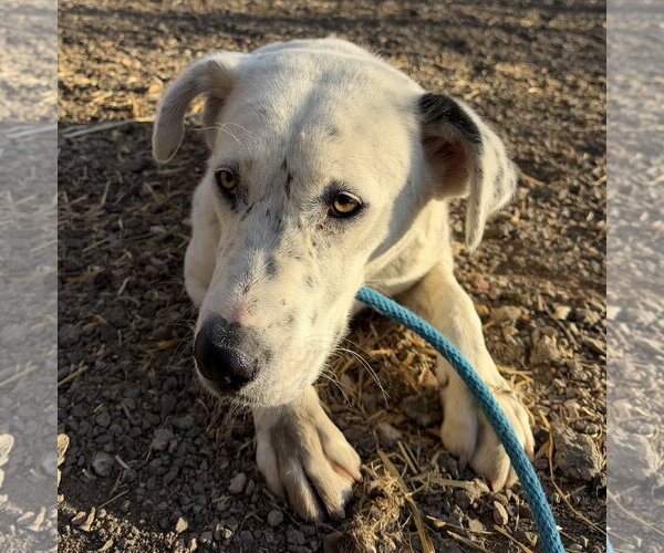 Medium Photo #2 Mutt Puppy For Sale in Las Vegas, NM, USA