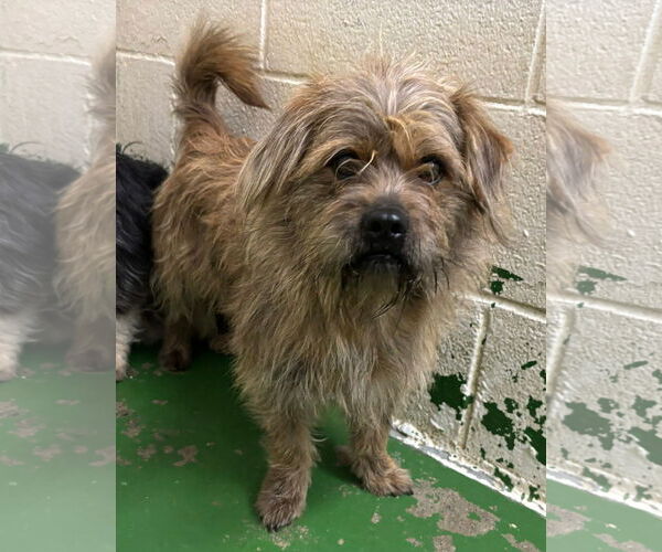 Medium Photo #1 Cairn Terrier-Unknown Mix Puppy For Sale in Rustburg, VA, USA