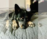 Small #3 Mutt
