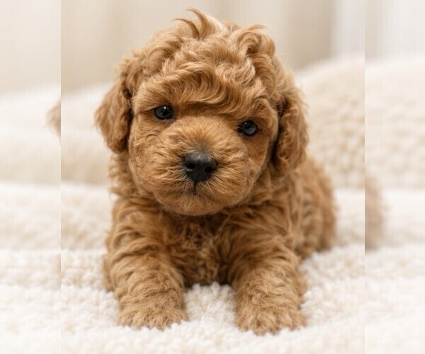 Medium Photo #11 Poodle (Miniature) Puppy For Sale in FISHER ISLAND, FL, USA