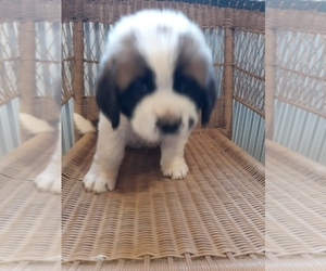 Saint Bernard Puppy for sale in MARENGO, WI, USA