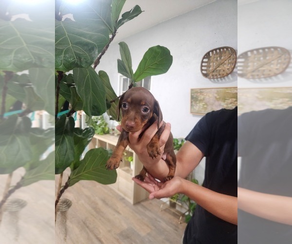 Medium Photo #1 Dachshund Puppy For Sale in RIALTO, CA, USA