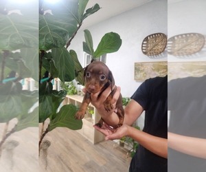 Dachshund Puppy for sale in RIALTO, CA, USA