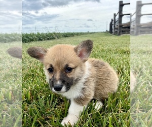 Pembroke Welsh Corgi Puppy for sale in ARTHUR, IL, USA