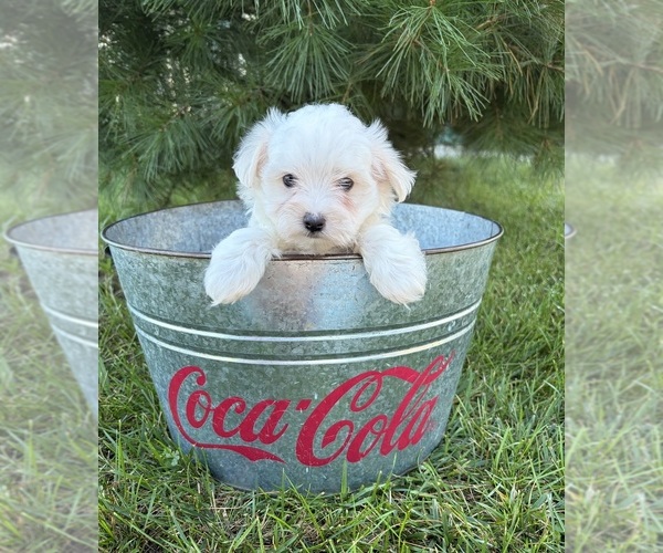 Medium Photo #5 Maltese Puppy For Sale in MIDDLEBURY, IN, USA