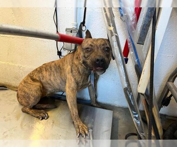Medium Photo #1 American Pit Bull Terrier Puppy For Sale in Corona, CA, USA