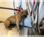 Small American Pit Bull Terrier