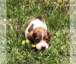 Small Photo #7 Schneagle Puppy For Sale in BURKE, SD, USA