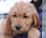 Small Photo #1 Goldendoodle Puppy For Sale in STANLEY, WI, USA