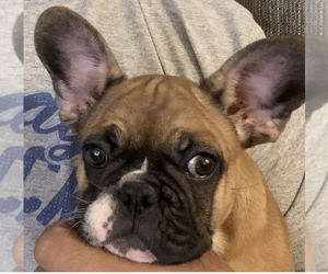 French Bulldog Puppy for sale in NY, NY, USA