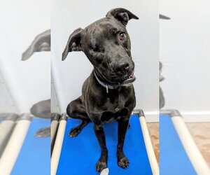 Romeo - Male Boxer-Unknown Mix Dog for Adoption - Photo #26