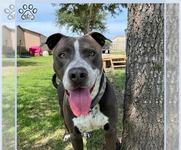 Medium Photo #1 Mutt Puppy For Sale in Sugar Land, TX, USA