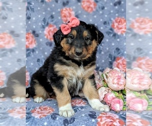 English Shepherd Puppy for sale in KIRKWOOD, PA, USA