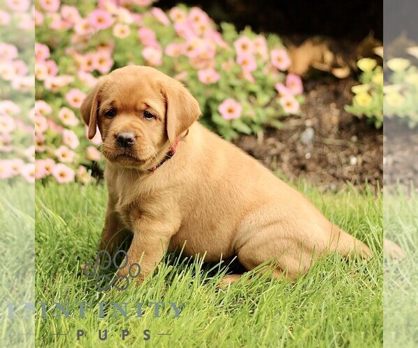 Medium Photo #4 Labrador Retriever Puppy For Sale in RONKS, PA, USA