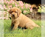 Small #3 Labrador Retriever