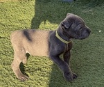 Puppy Puppy 2 Cane Corso