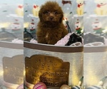 Small Photo #8 Poodle (Toy) Puppy For Sale in CINCINNATI, OH, USA
