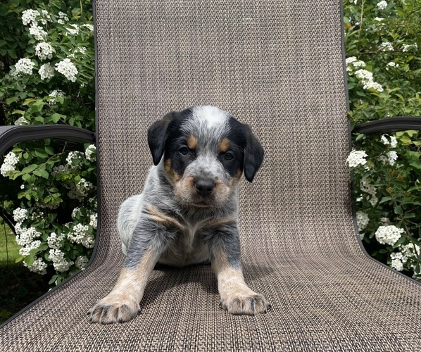 Medium Photo #1 Australian Cattle Dog Puppy For Sale in RICHMOND, MI, USA
