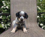 Small Australian Cattle Dog