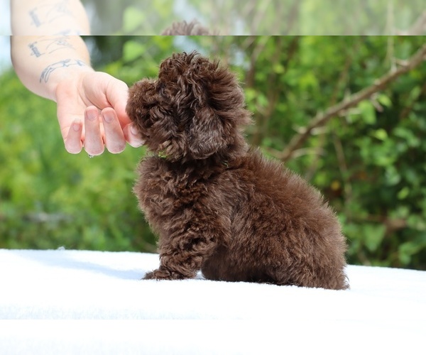 Medium Photo #19 ShihPoo Puppy For Sale in DYERSBURG, TN, USA