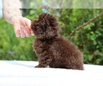Small #18 ShihPoo
