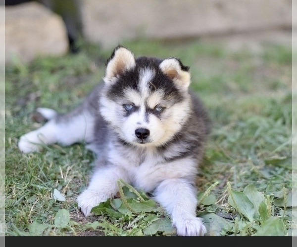 Medium Photo #5 Pomsky Puppy For Sale in WOODSTOCK, CT, USA