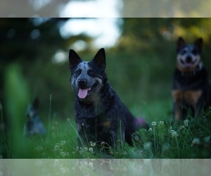 Mother of the Australian Cattle Dog puppies born on 09/10/2022