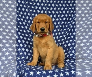 Golden Retriever Puppy for sale in QUARRYVILLE, PA, USA