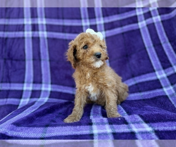 Medium Photo #9 Cavapoo (Miniature) Puppy For Sale in LAKELAND, FL, USA