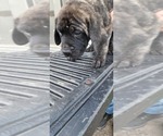 Small Photo #13 Mastiff Puppy For Sale in PARIS, IL, USA