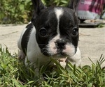 Puppy Prince French Bulldog