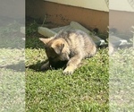 Small Photo #7 German Shepherd Dog Puppy For Sale in MCDONOUGH, GA, USA