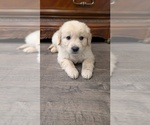 Small #2 Golden Retriever