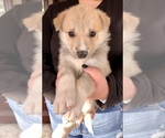 Small Photo #9 German Shepherd Dog-Siberian Husky Mix Puppy For Sale in COTTONTOWN, TN, USA