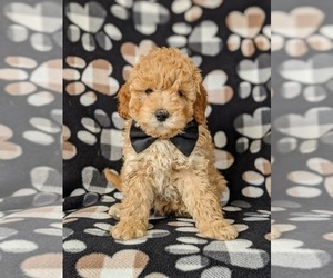 Irish Doodle Puppy for sale in PEACH BOTTOM, PA, USA