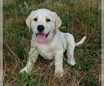 Puppy Puppy 5 Labrador Retriever