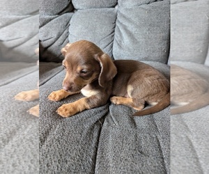 Medium Chiweenie