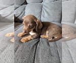 Puppy Rolo Chiweenie