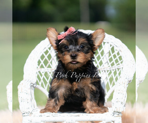 Medium Yorkshire Terrier