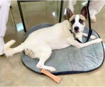 Small #5 Akita Mix