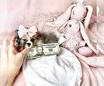 Small #8 Pomeranian