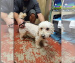 Small #3 Poochon
