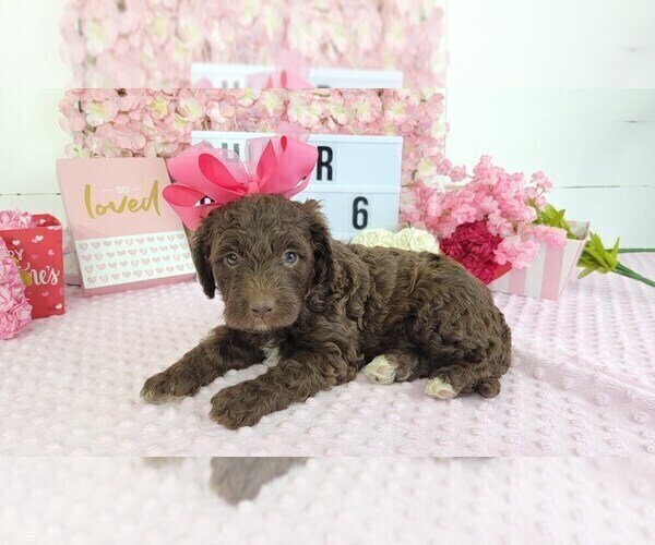 Medium Photo #3 Labradoodle Puppy For Sale in COLLEGE STA, TX, USA