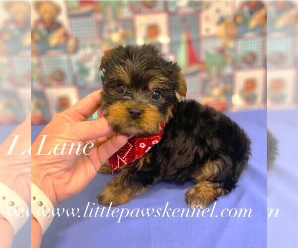 Medium Photo #1 Yorkshire Terrier Puppy For Sale in WINNSBORO, LA, USA