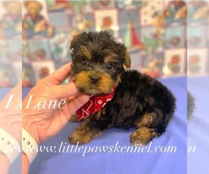 Yorkshire Terrier Puppy for sale in WINNSBORO, LA, USA