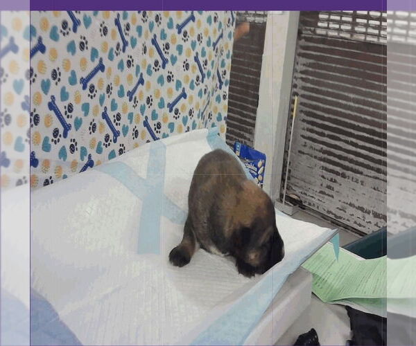 Medium Photo #3 German Shepherd Dog-Unknown Mix Puppy For Sale in Lakewood, CO, USA