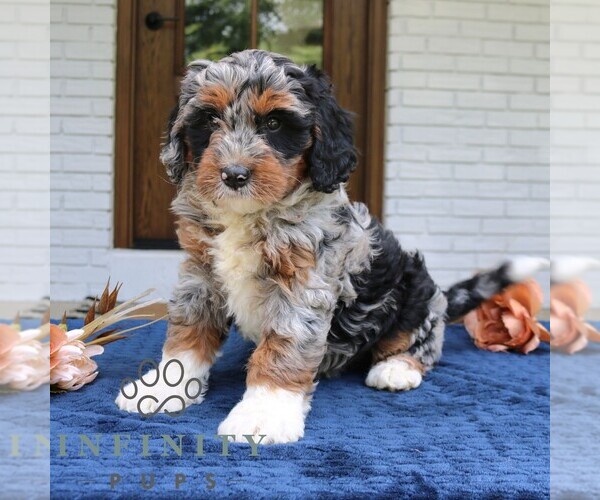 Medium Photo #2 Bernedoodle (Miniature) Puppy For Sale in NARVON, PA, USA
